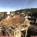 08_35-nest.jpg