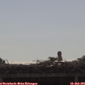 09_10-mast.jpg