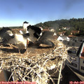 09_50-nest.jpg