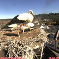 09_55-nest.jpg