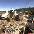 10_10-nest.jpg