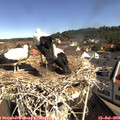 10_15-nest.jpg