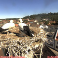 10_20-nest.jpg