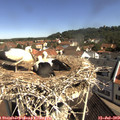 10_25-nest.jpg