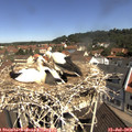 10_55-nest.jpg