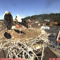 11_05-nest.jpg
