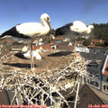 11_10-nest.jpg