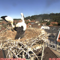 11_20-nest.jpg