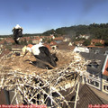 11_35-nest.jpg