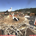 11_40-nest.jpg