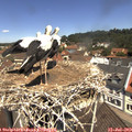 11_50-nest.jpg