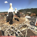 11_55-nest.jpg