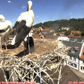 12_10-nest.jpg