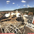 12_25-nest.jpg