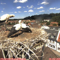 12_40-nest.jpg