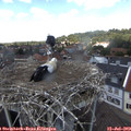 13_00-nest.jpg