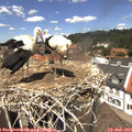 13_05-nest.jpg