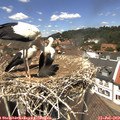 13_10-nest.jpg