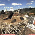13_15-nest.jpg