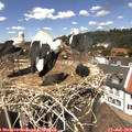 13_20-nest.jpg