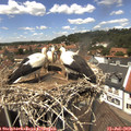 13_30-nest.jpg
