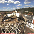 13_35-nest.jpg