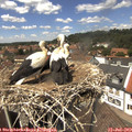 13_40-nest.jpg