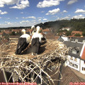 13_45-nest.jpg