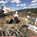 13_50-nest.jpg