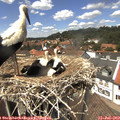 13_55-nest.jpg