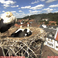 14_00-nest.jpg