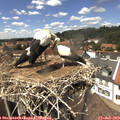 14_10-nest.jpg