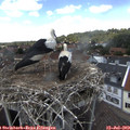 14_15-nest.jpg
