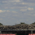 14_20-mast.jpg