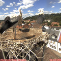 14_25-nest.jpg