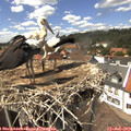 14_30-nest.jpg
