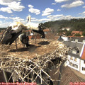 14_35-nest.jpg