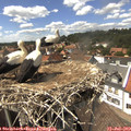14_50-nest.jpg