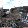 15_15-nest.jpg