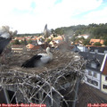 15_20-nest.jpg