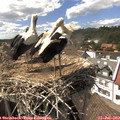 15_35-nest.jpg