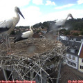 15_50-nest.jpg