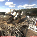 15_55-nest.jpg