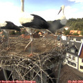 16_00-nest.jpg
