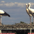 16_05-mast.jpg