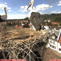 16_05-nest.jpg