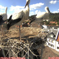 16_10-nest.jpg