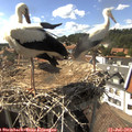 16_15-nest.jpg