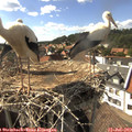 16_25-nest.jpg