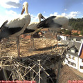 16_35-nest.jpg